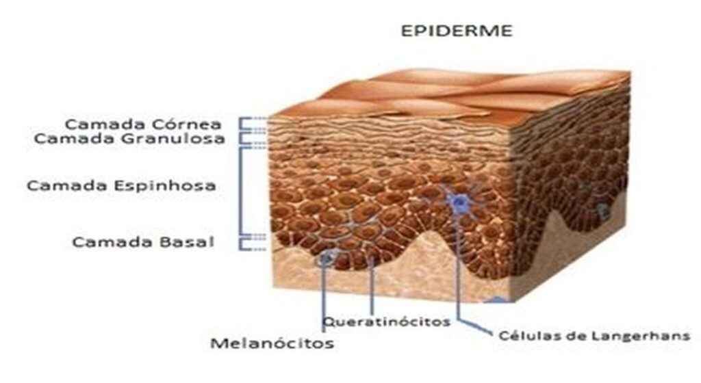 Foto apresentando as camadas da pele que podem descamar durante o peeling.