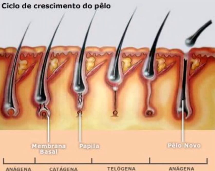 As 3 fases do ciclo do pelo